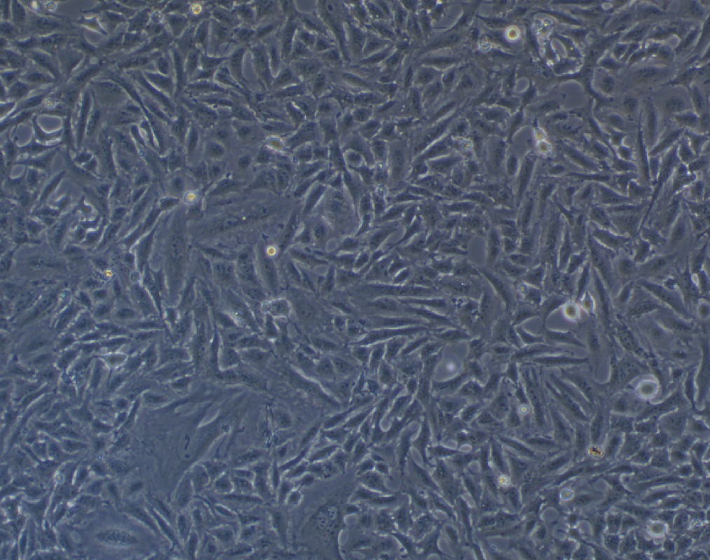 肺癌紫杉醇耐药株A549+Taxol(STR鉴定正确)